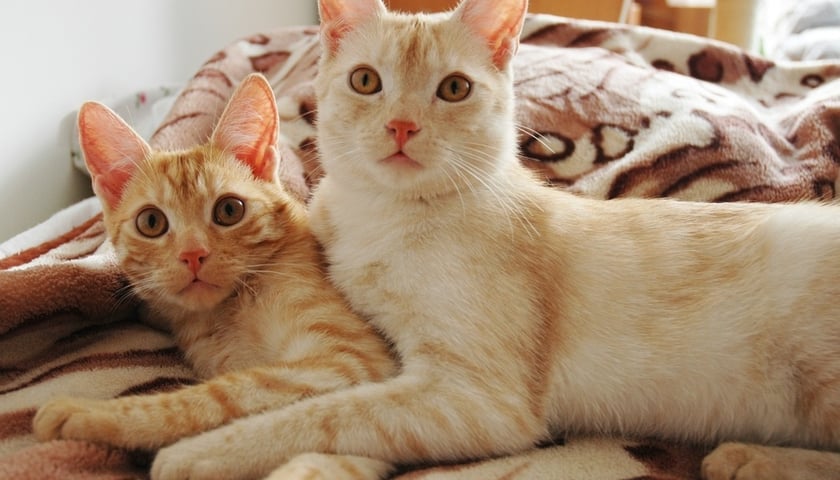 Grupa Pomocy Kotom NEKO [ZDJĘCIA]