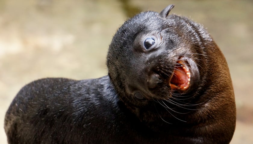 Czy Stefan będzie Stefanią? O imionach zwierząt we wrocławskim zoo