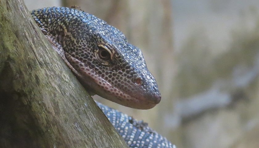 Smoczy wybieg we wrocławskim zoo