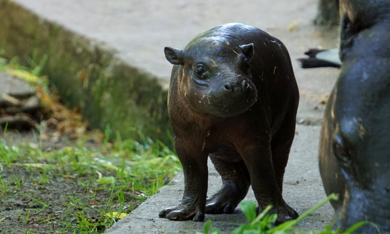 Hipopotam karłowaty urodził się we wrocławskim zoo