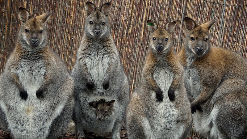 W zoo przyszło na świat pięć kangurów