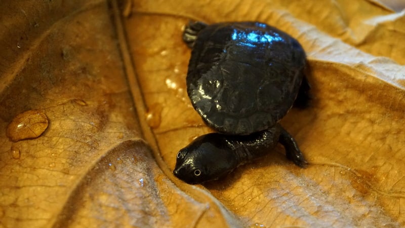 W zoo wykluły się jedne z najrzadszych żółwi na świecie