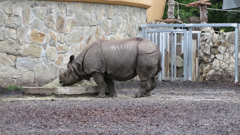 Samica nosorożca przyjedzie do wrocławskiego zoo