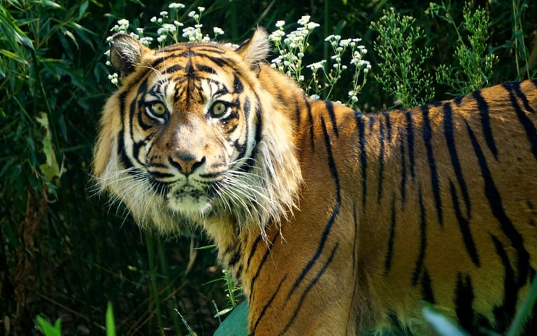 Światowy Dzień Tygrysa we wrocławskim zoo