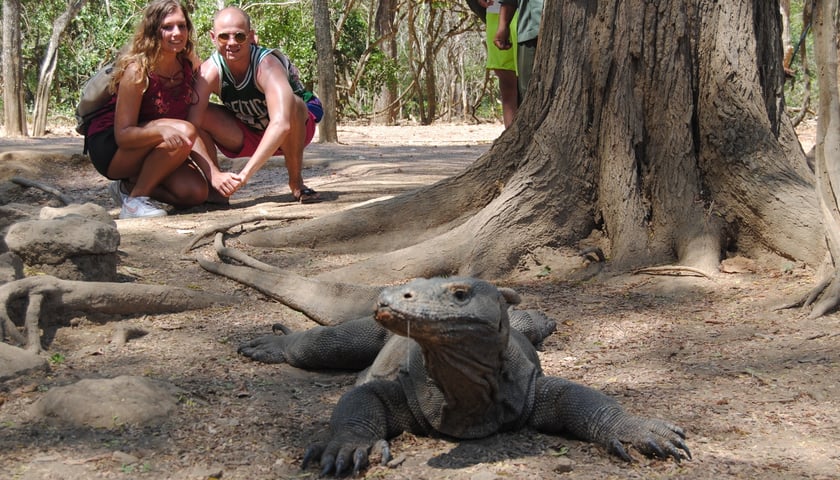 Endemiczny waran w naturalnym środowisku na Komodo