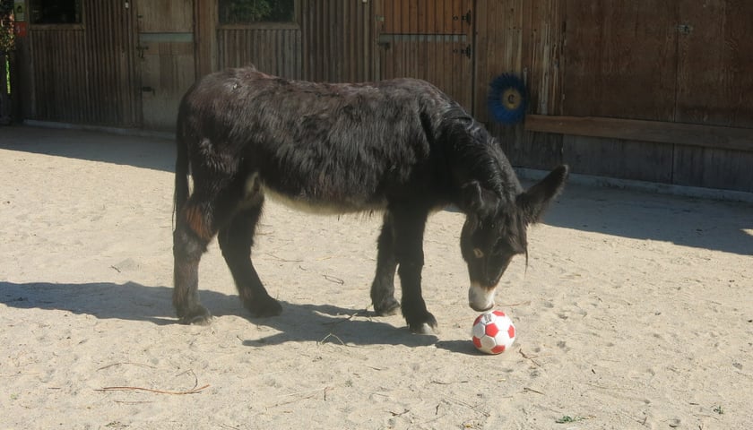 Na zdjęciu osioł Zidane z wrocławskiego Zoo podczas typowania wyników meczu / zdjęcie archiwalne