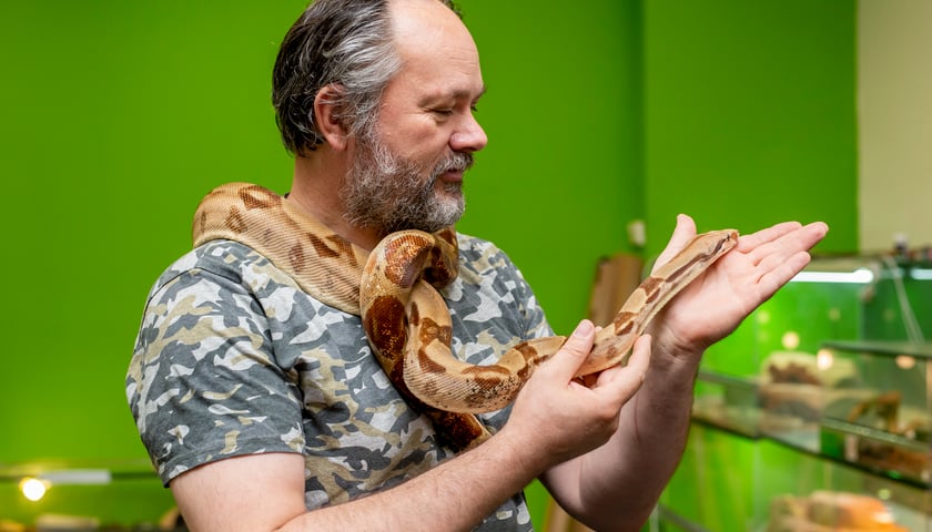 Na zdjęciu Andrzej Piróg z ZooTeam z wężem boa
