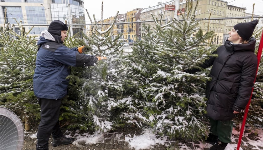 Na zdjęciu sprzedawcy choinek na placu Bema we Wrocławiu/zdjęcie ilustracyjne