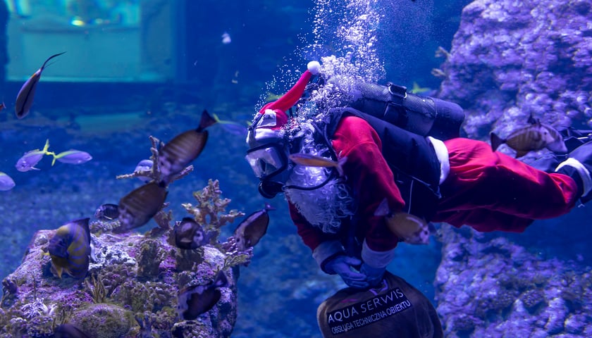 Na zdjęciu nurek w kostiumie mikołaja pływa w basenie Afrykarium