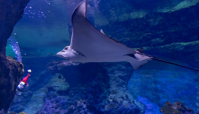 Płaszczka w Afrykarium