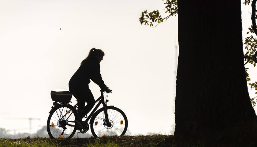 Rowerzystka jadąca we Wrocławiu. Na pierwszym planie: drzewo