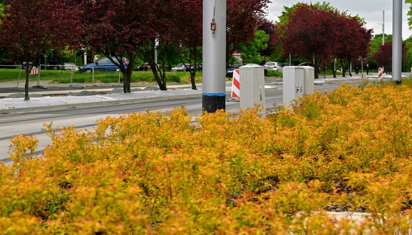 Nowe nasadzenia wzdłuż ul. Rogowskiej.