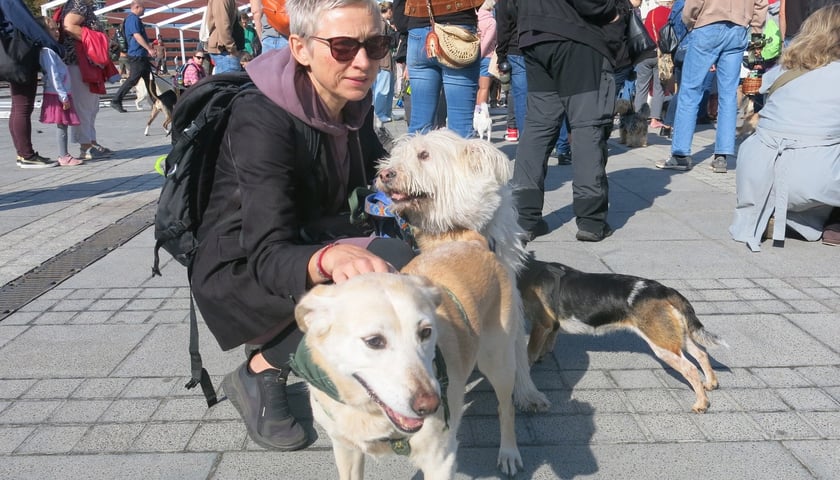 <p>V Parada Ps&oacute;w Wrocławskich przeszła ulicami miasta na Wyspę Słodową&nbsp;</p>