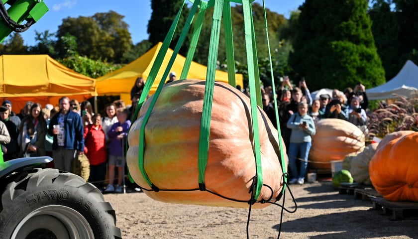 Ważenie dyni podczas XX Dolnośląskiego Festiwalu Dyni w Ogrodzie Botanicznym. Na zdjęciu wózek widłowy transportuje olbrzymia dynię na wagę. 