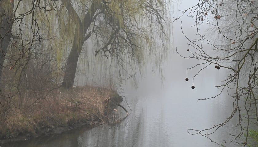 Fosa miejska opatulona mgłą. Zdjęcie z kładki Świebodzkiej.