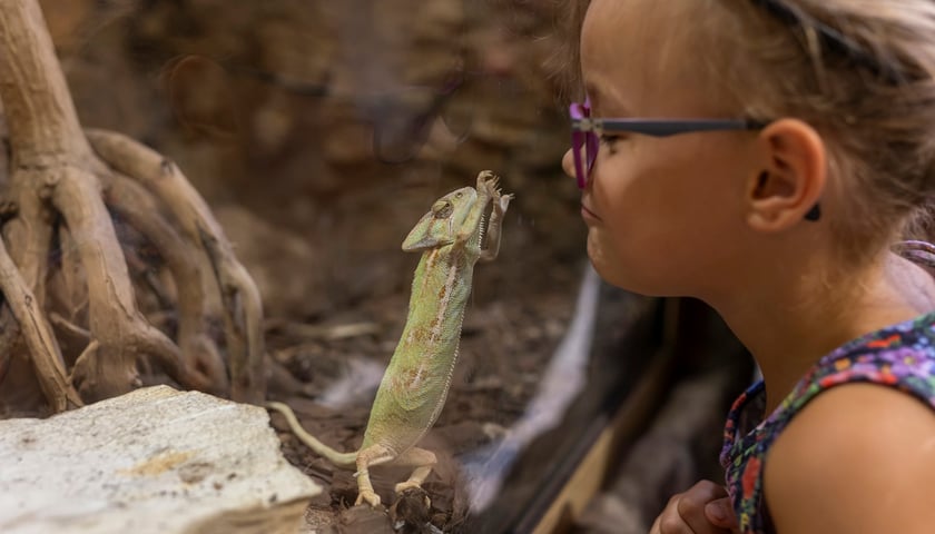 Dziewczynka z kameleonem w terrarium. Największą atrakcją turystyczną Wrocławia jest Zoo Wrocław