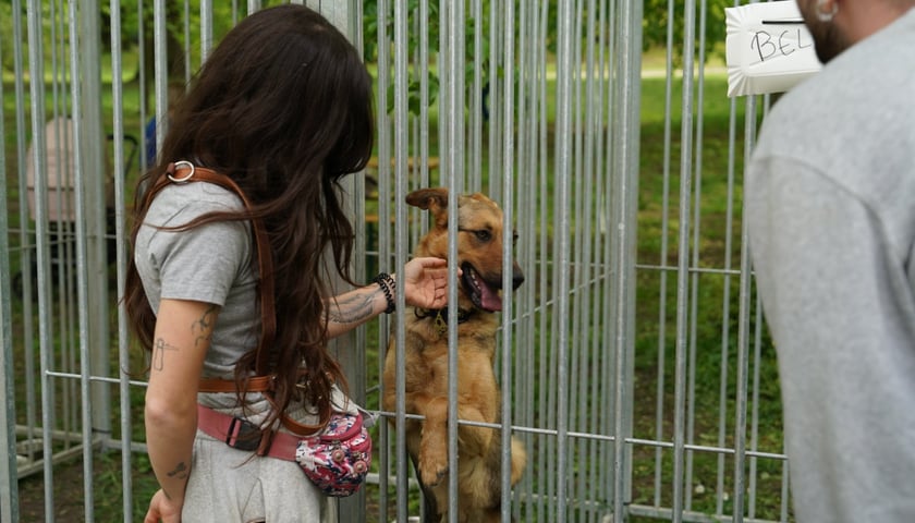Piknik Adopcyjny Fundacji Centaurus w Parku Południowym