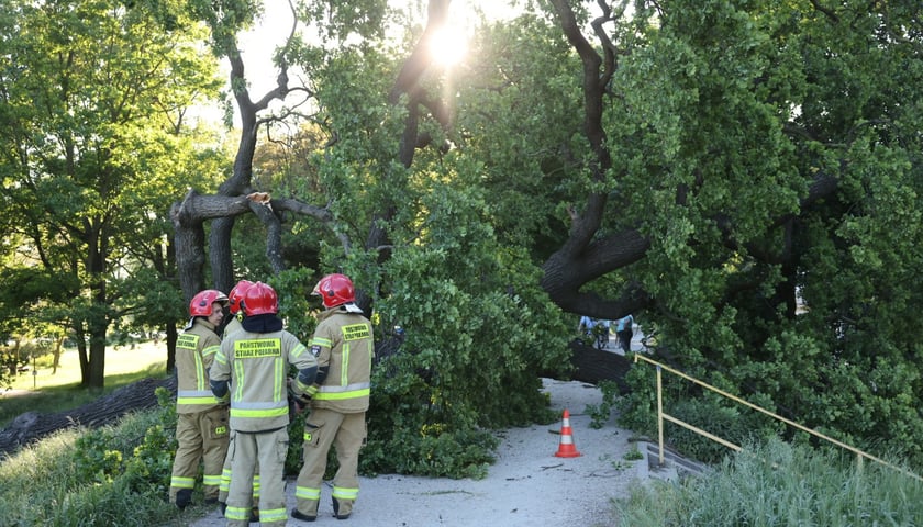Drzewo spadło na ścieżkę spacerową na Biskupinie. Na zdjęciu widać połamane drzewo i strażaków