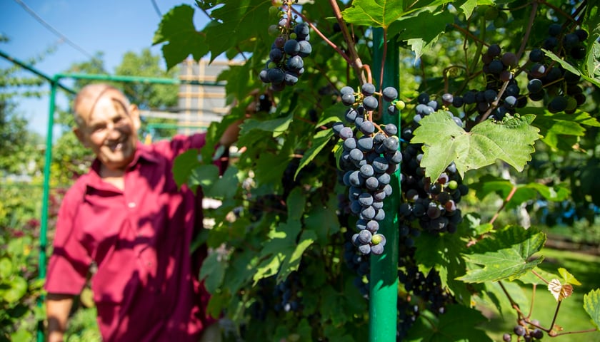 We Wrocławiu istnieje ponad 30 tys. ogródków działkowych. Będą kolejne. Na zdjęciu kiść winogron na krzaku. W tle sylwetka mężczyzny. Zdjęcie ilustracyjne