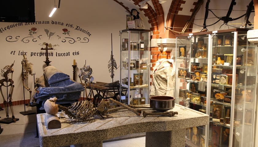 Muzeum Medycyny Sądowej we Wrocławiu, ekspozycja