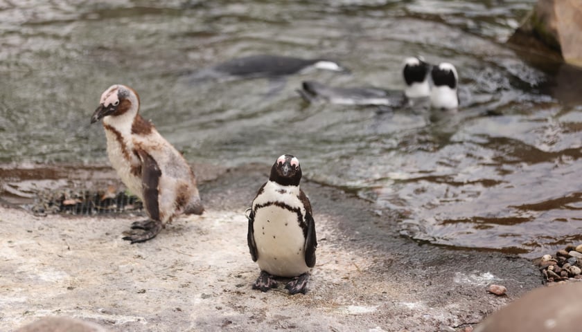 Mieszkaniec ZOO Wrocław.