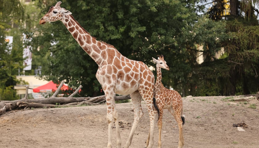 Mieszkańcy ZOO Wrocław.