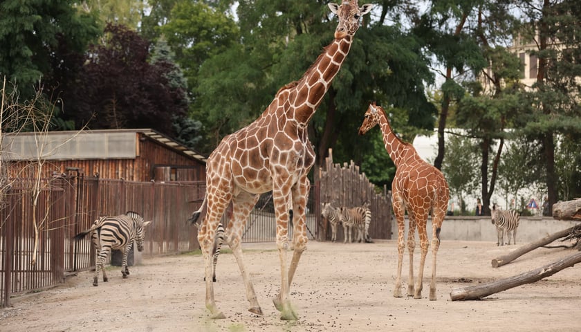 ZOO Wrocław to jedna z atrakcji Wrocławia. Tłumnie przychodzą do niego zarówno dzieci, jak i dorośli.
