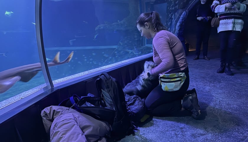 <p>W Tunelu Mozambickim wrocławskiego Afrykarium można spędzić noc. Najpierw oprowadzają nas edukatorzy, potem śpimy "na dnie oceanu". Rano budzi nas hipopotam.</p>
