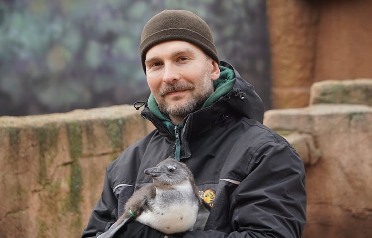 Paweł Borecki z młodym pingwinem przylądkowym na rękach