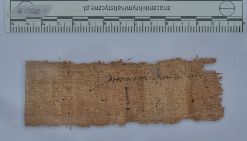 <p>Papirus znaleziony na cmentarzysku zwierząt w Berenike</p>
