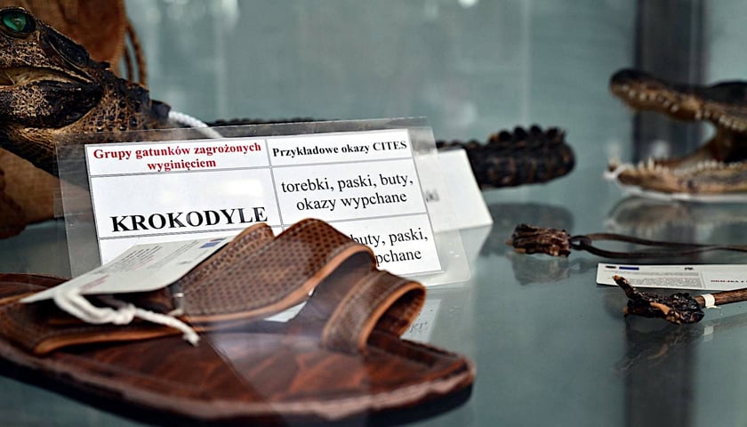 Kolekcja zarekwirowanych wakacyjnych pamiątek. Można je zobaczyć w gablocie w terminalu wrocławskiego lotniska
