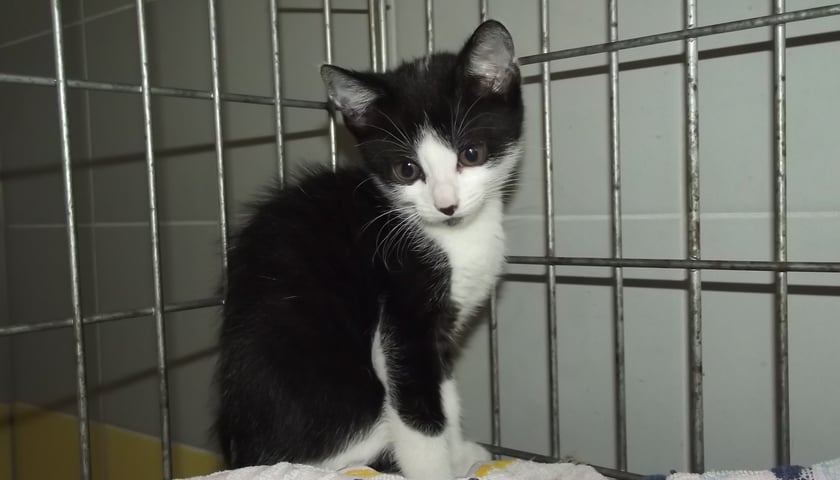 Wrocławskie schronisko od kuchni