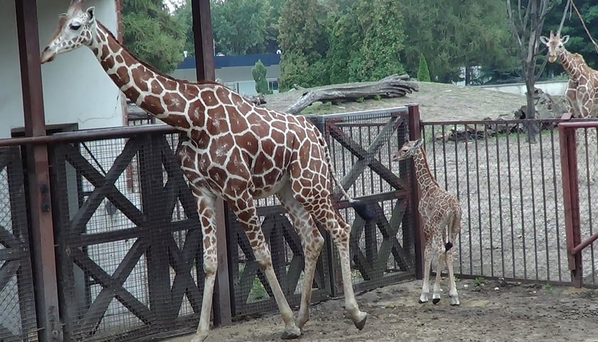 Mała żyrafa czeka na imię