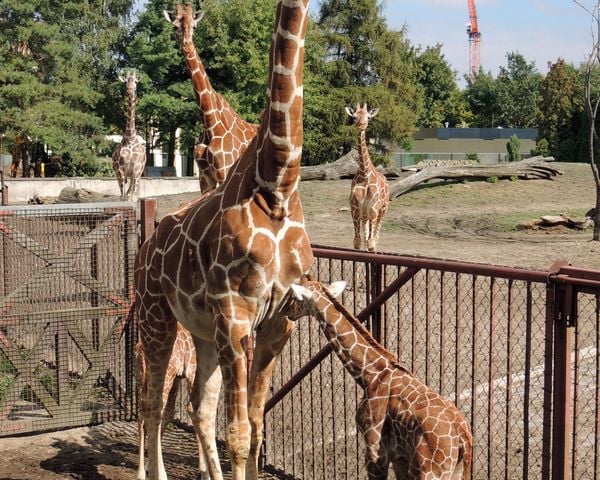 Zoo: mamy nową żyrafę!