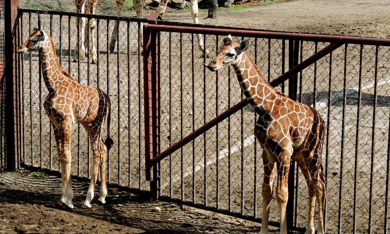 Małe żyrafy mają imiona