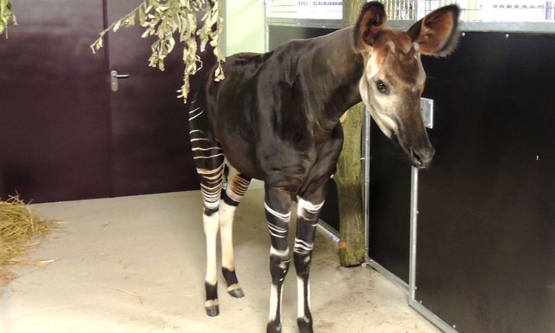 Tajemnicze zwierzę już w zoo