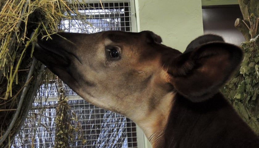 Nowa żyrafa leśna w zoo