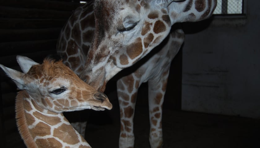Mała żyrafa Nino w ZOO