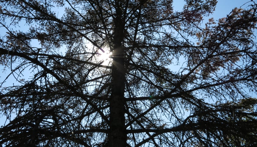 Dlaczego wycinane są drzewa?