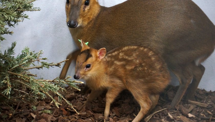 Zimowe narodziny w zoo