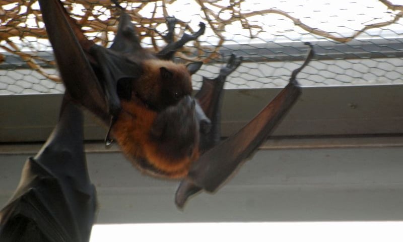 Narodziny u nietoperzy i innych zwierząt