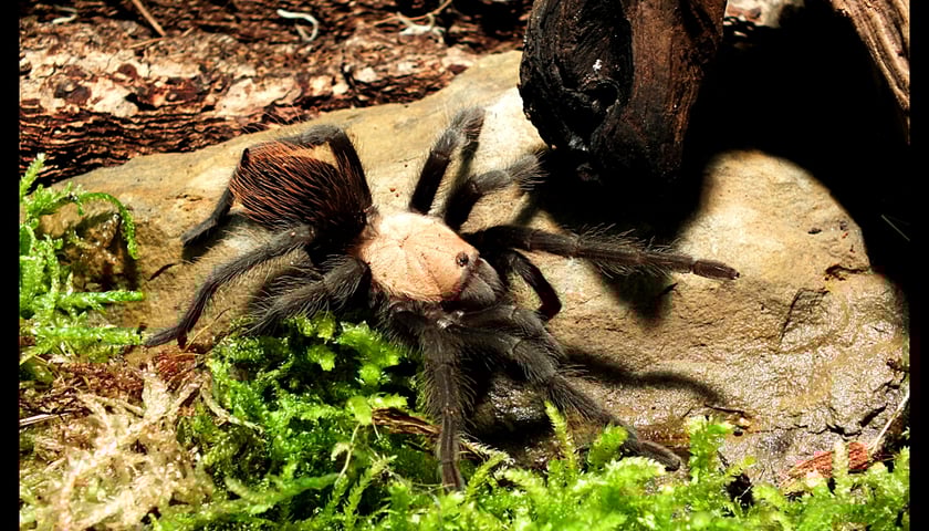 Kupisz sobie ptasznika