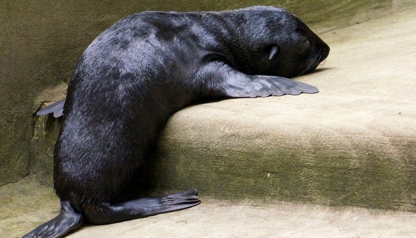 Najmłodszy mieszkaniec Afrykarium [ZDJĘCIA I FILM]