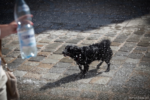 30 stopni w słońcu i pies zamknięty w samochodzie