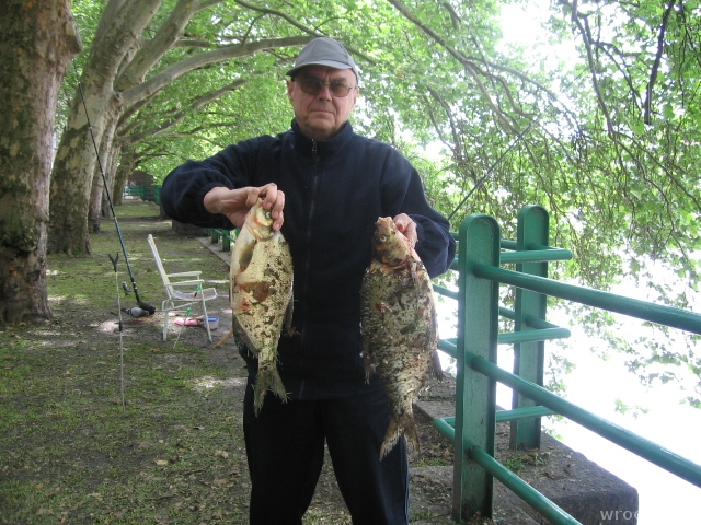 Wędkowanie w centrum Wrocławia