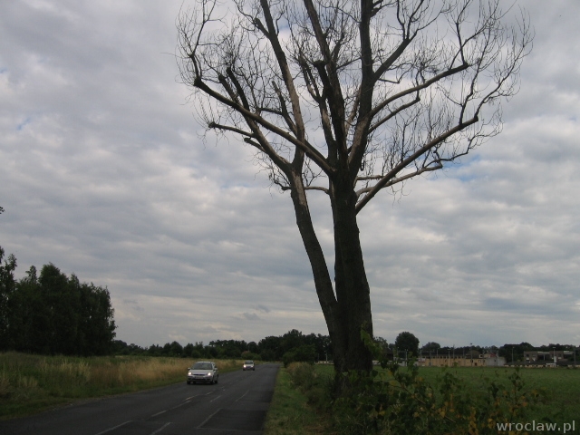 Suche drzewo przy drodze