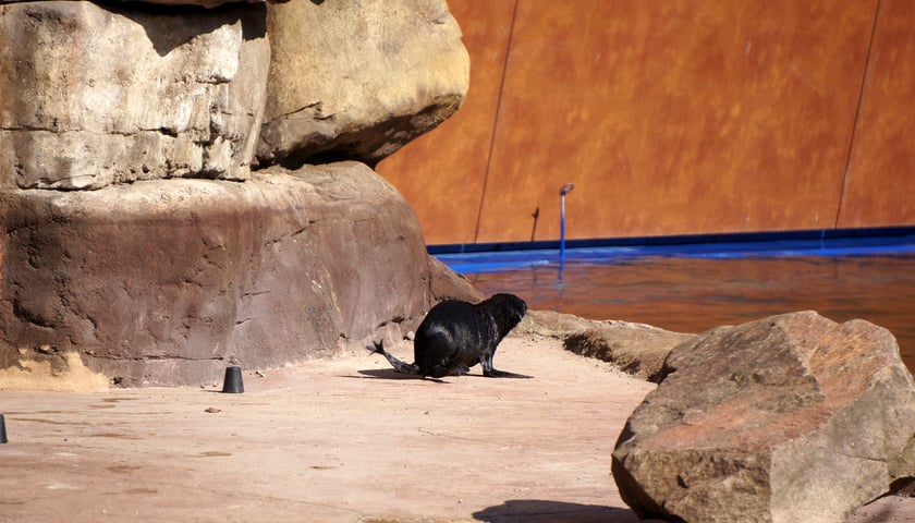 Wybierz imię dla najmłodszego kotika