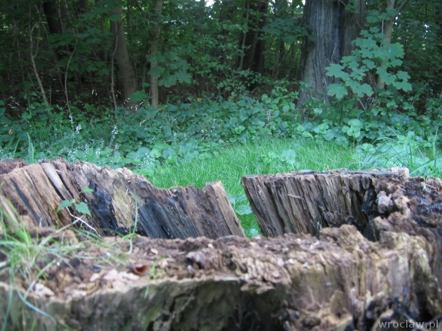 Bobry wróciły do Wrocławia – to przyrodniczy ewenement