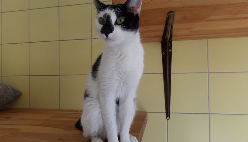 Przygarnij zwierzaka - w schronisku możesz adoptować psa i kota!