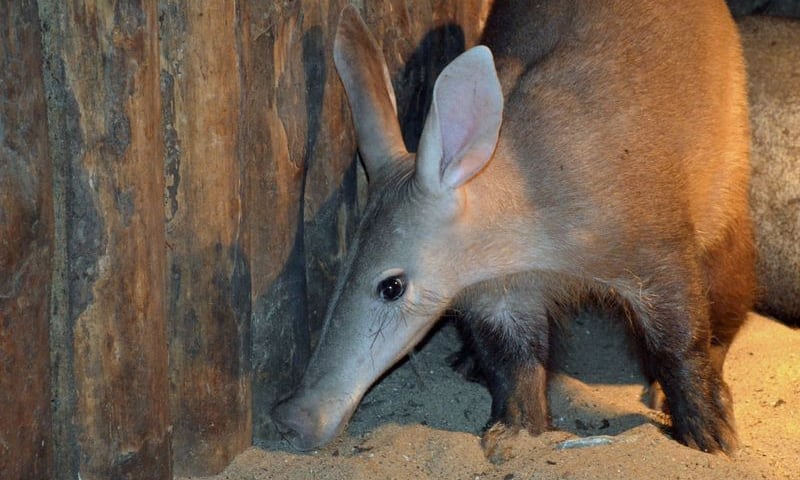 Mrównik ma żonę, Afrykarium – ryby